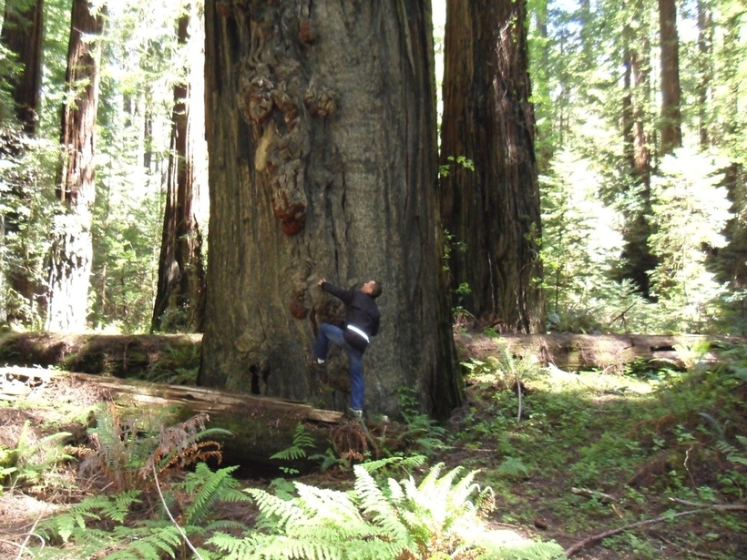 Climb a tree