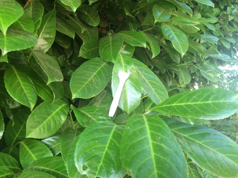 Fork in a leaf